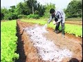 Mejoramiento del suelo y pastos a través de la cal agrícola - La Finca de Hoy