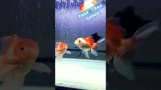 Aquarium Goldfish #Tanksederhana #Ikanairtawar