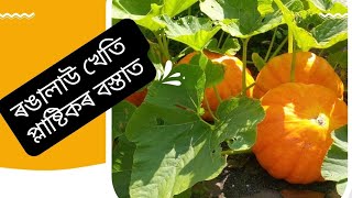 ৰঙালাউ প্লাষ্টিকৰ বস্তাত কেনেকৈ খেতি কৰিব।