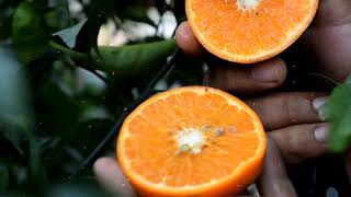 Kinnow Orange | Kandhal Agro Farms