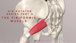 Hip Rotator Series Part 5: The Piriformis Muscle (3d Anatomy)