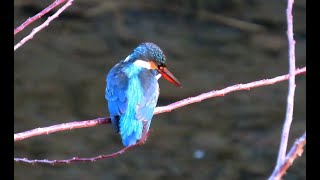 カワセミ調布地区お母さん 2025 01 15 #カワセミ #野鳥 #birds #wildlife #nature #自然観察ぶらり散歩