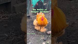 The Beauty of Persian Chickens – Stunning \u0026 Unique Breed! | MD Hasib Abdullah