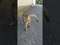 子猫に話しかけようとしたらしっぽでバイバイされちゃった 笑 　 shorts