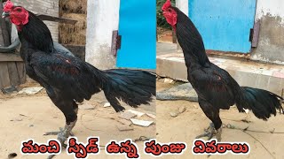 మంచి క్వాలిటీ గల Jathi Punju||Kaki Punju Information||7989055829||#sravanifarms...!