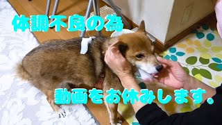 体調不良な元繁殖犬