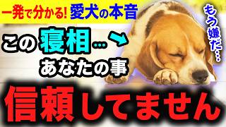 【寝相別に完全解説】愛犬の信頼度、熟睡度、深層心理の全てが明らかに！