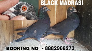 KAALA MADRASI PAIR FOR SALE