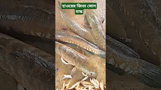 হাওরের জিতা সোল মাছ। ৫০০ টাকা কেজি। #youtubeshorts #trending #vairalshort #হাওর #মাছের_ভিডিও #মাছ