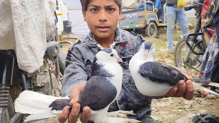 Taharpur kabootar market | ताहरपुर कबूतर मण्डी जिला मुरादाबाद । Fancy Kabootar | Sk Kabootar fancy