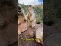 funny marmots marmots humor