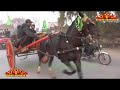 ghorra race ...saqi vs khudkash...winner ..saqi..07.02.2021