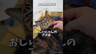 【21歳老猫ココさん】おじいにゃんのアゴの変化 #老猫 #cat #猫のいる暮らし #高齢猫 #保護猫 #シニア猫 #老猫ココ #老猫介護 #お猫様 #ねこ #猫の日常 #キジトラ