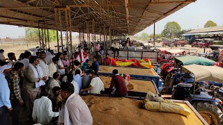 ग्वालियर मंडी मे सरसों का भाव ||सरसों के भाव मे  गिरावट ||सरसों का आज का भाव||ग्वालियर मंडी बोली 😱😱