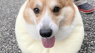 (corgi)ワンパチ捕まえた(コーギー)