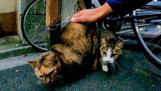 早朝の神社で猫の集会に参加してきた