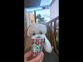 🐶❤️☕️ dog cute puppy starbucks puppuccino