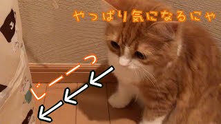 ○○○○が気になって仕方ない猫【スコティッシュフォールド】