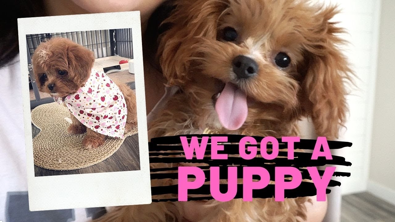 WE GOT A PUPPY!!!! | Meet Our Maltipoo Puppy - YouTube