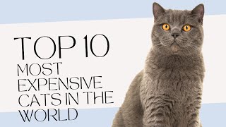Top 10 Most Expensive Cat Breeds In The World 2022
