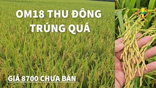 GIÁ LÚA LÊN CAO: LÚA OM18 80 NGÀY BÀI THUỐC LÚA TRỔ VÀ KẾT QUẢ LÚA ĐẸP NHƯ MƠ