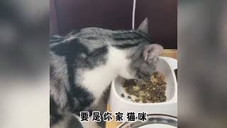 猫咪的肢体语言，你到底了解多少？