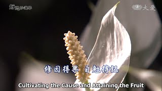 Wisdom at Dawn E1842 - Cultivating the Cause Attaining the Fruit (靜思妙蓮華 - 修因得果 自勉待記)