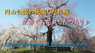 円山公園の祇園しだれ桜2020、京都でお花見したつもり♪【Cherry blossoms of Maruyama Park of Kyoto.】