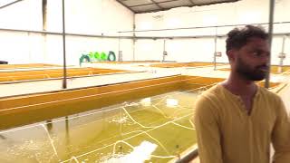 India’s Biggest First Seabass Fish Hatchery