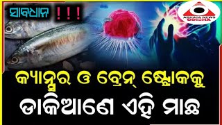 ମାଛ ଖାଉଥିଲେ ସାବଧାନ!!!କ୍ୟାନ୍ସର ଓ ବ୍ରେନ୍ ଷ୍ଟ୍ରୋକ କୁ ଡ଼ାକିଆଣେ ଏହି ମାଛ...@ABHAYANEWSODISHA