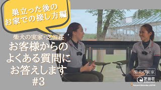 【ブリーダーが回答・巣立った後のお家での接し方】お客様からのよくあるご質問にお答えします#3【柴犬ブリーダー 芝田荘】