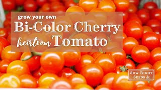 Sow Right Seeds | Bi-Color Cherry Tomatoes