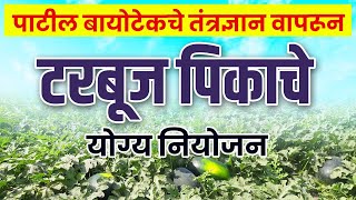 पाटील बायोटेकचे तंत्रज्ञान वापरुन टरबूज पिकाचे योग्य नियोजन Patil biotech che tantradnyan