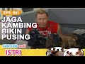 Jaga Kambing bikin Pusing | Suami Suami Takut Istri Episode 561