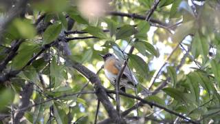 【野鳥】アカハラのぐぜり