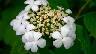 High bush cranberry -- Viburnum trilobum