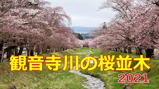 20210414観音寺川の桜並木