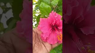 Pink செம்பருத்தி ஒரே செடியில இவ்வளவு பூக்கல்லா? Samma அழகு போங்க #mygreengarden #shortsvideo