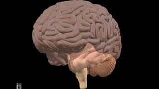 EVS - मानव मस्तिष्क (जूनियर )  - 3D animation - Human Brain Overview - Hindi