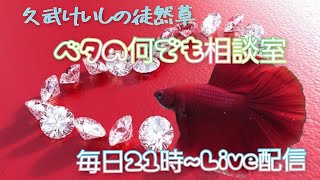 ベタの雑談と高知の映像・・・！【2022年8月29日】ベタの何でも相談室