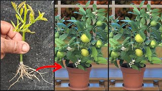 #garden simple process grow #lemon plant from lemon tree in  🍲 🍯  at home🏡🏡