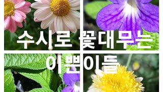 스트렙토카르푸스판매,인공수정에서 파종까지,외목대 중품 목마가렛