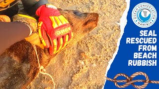 Seal Rescued From Beach Rubbish
