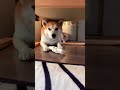 骨を守る犬🦴 柴犬 shibainu shorts