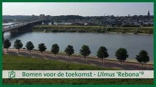 Bomen voor de toekomst - Ulmus 'Rebona'®