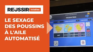 Le sexage à l'aile des poussins de chair s'automatise - Innovation 🇫🇷