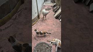 আমার বাচ্চা গুলোর কথা মনে করে খারাপ লাগছিল #banglavlog #minivlog #animalvlogger #dailyvlog #shorts