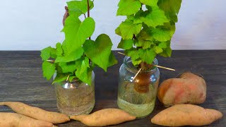 How to Start Your Own Sweet Potato Slips