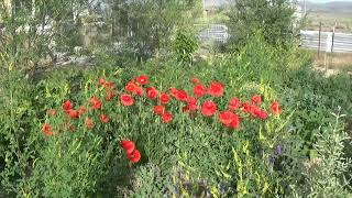 Hügelkultur poppy patch