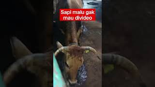 sapinya lagi malu pas divideo #shorts #sapilimosin #sapilokalterbesar